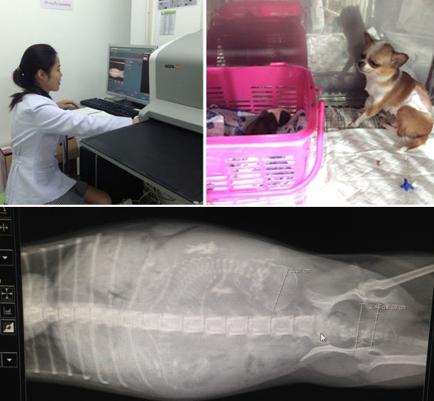 เคสผ่าคลอด หัวกะโหลกของลูกค่อนข้างใหญ่ ซึ่งแปลผลได้ว่าแม่มีแนวโน้มที่จะไม่สามารถคลอดเองได้  เคสผ่าคลอด หัวกะโหลกของลูกค่อนข้างใหญ่ ซึ่งแปลผลได้ว่าแม่มีแนวโน้มที่จะไม่สามารถคลอดเองได้